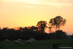 Un groupe de mouton broute lors d'un couché de soleil. Photographie d'animaux réalisé par Stéphane Thirion photographe