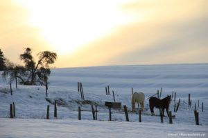 Couché de soleil neigeux et cheveaux photographie d'animaux prise par Stéphane Thirion Ethe