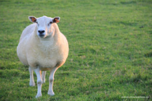 Un mouton en pâture photograhie d'animal par Stéphane Thirion photographie en Province de Luxembourg