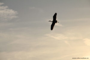 Un héron en vol dans le ciel photographie d'animal par Stéphane Thirion photographe à Arlon en Belgique