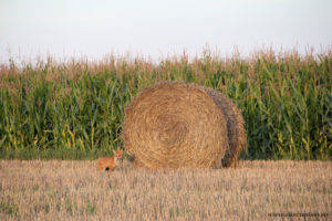 Un renard prend la pose photographie d'animal par Stéphane Thirion infographiste en Province de Luxembourg