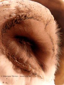Owl / Chouette effraie photographie d'animal réalisé par Stéphane Thirion photographe