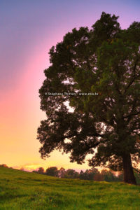 Arbre et couch&eacute; de soleil colore par St&eacute;phane Thirion photographe